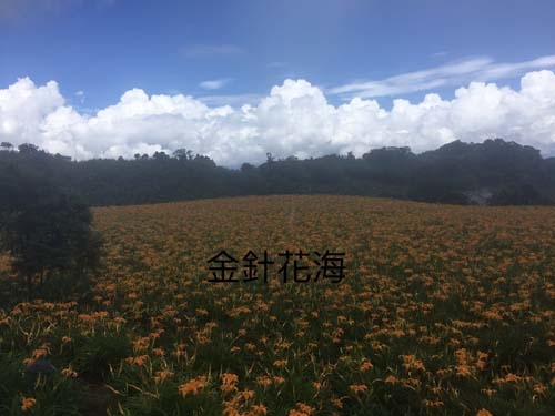 2018朝聖赤科山花海 2018 Pilgrimage